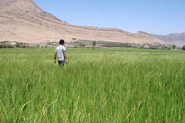 آبیاری مزارع برنج با فاضلاب در دورود متوقف شد
