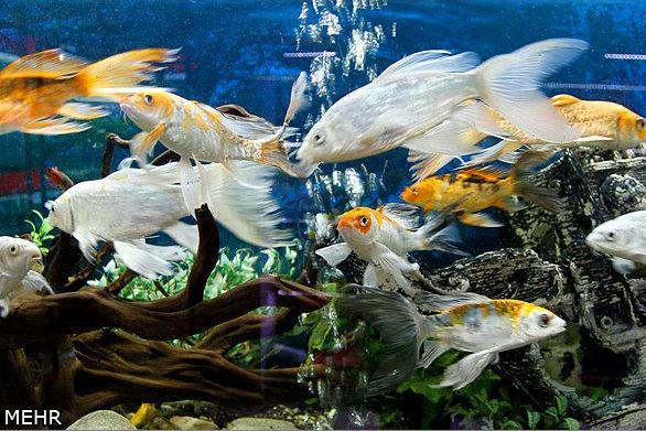 کلنگ احداث اولین شهرک تولید ماهی زینتی کشور در محلات بر زمین نشست