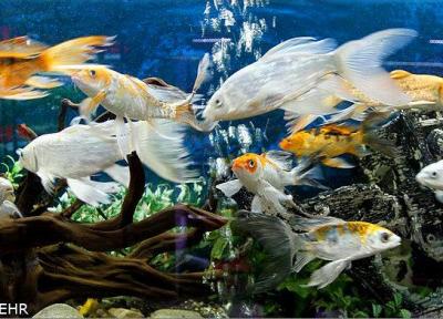 کلنگ احداث اولین شهرک تولید ماهی زینتی کشور در محلات بر زمین نشست