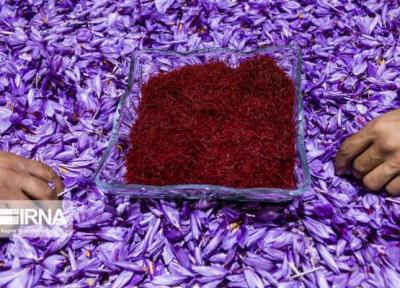 خبرنگاران فروش کامل زعفران خرید حمایتی سال 98 تمام شد