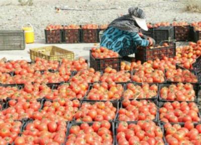 آغاز خرید توافقی سیب زمینی، گوجه فرنگی و پیاز از استان های جنوبی
