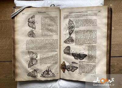 عکس، کشف یک پروانه 400ساله در میان کتابی قدیمی
