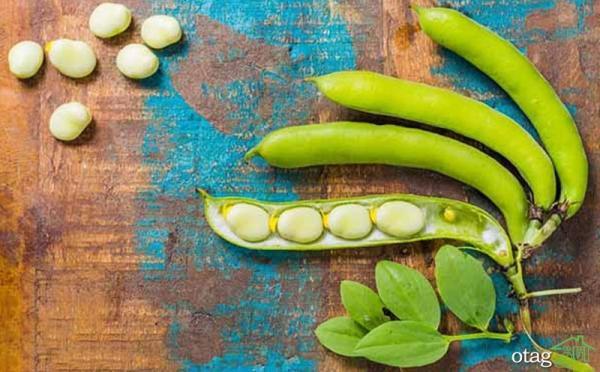باقالی و لاغری؛ نقش این حبوبه مغذی در رژیم های غذایی